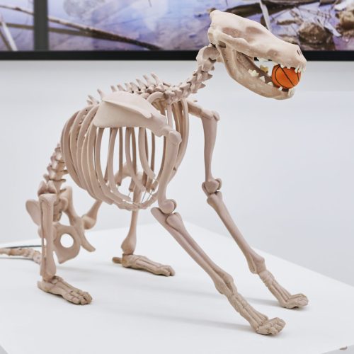 Skeleton dinosaur sitting on stand with ball in his mouth.